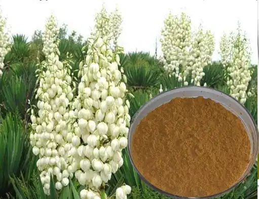 Why Yucca Extract Powder Cuts Ammonia?